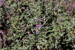 Amethyst Bluff Purple Sage (Salvia leucophylla 'Amethyst Bluff') at A Very Successful Garden Center