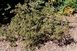 Buxifolia Hooker's Manzanita (Arctostaphylos hookeri 'Buxifolia') at Lakeshore Garden Centres