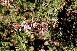 Buxifolia Hooker's Manzanita (Arctostaphylos hookeri 'Buxifolia') at A Very Successful Garden Center