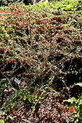 Fuchsia-flowered Gooseberry (Ribes speciosum) at A Very Successful Garden Center