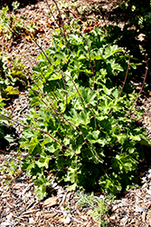 Island Alum Root (Heuchera maxima) at A Very Successful Garden Center