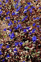 Desert Bluebells (Phacelia campanularia) at A Very Successful Garden Center