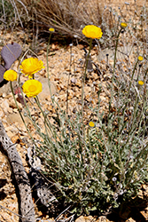 Desert Marigold (Baileya multiradiata) at A Very Successful Garden Center