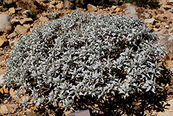 Brittlebush (Encelia farinosa) at Stonegate Gardens