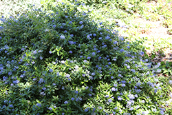 Joyce Coulter Creeping California Lilac (Ceanothus 'Joyce Coulter') at A Very Successful Garden Center