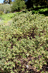 Big Sur Manzanita (Arctostaphylos edmundsii 'Big Sur') at Stonegate Gardens