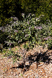 El Tigre Fragrant Pitcher Sage (Lepechinia fragrans 'El Tigre') at A Very Successful Garden Center