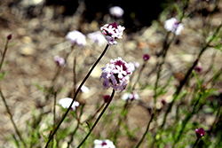 Lilac Verbena (Verbena lilacina) at Stonegate Gardens