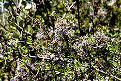Tuxedo California Lilac (Ceanothus 'FIT02') at Stonegate Gardens