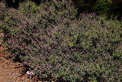 Sonoran False Prairie-clover (Marina orcuttii) at A Very Successful Garden Center