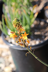Hallmark Orange Stalked Bulbine (Bulbine frutescens 'Hallmark') at A Very Successful Garden Center