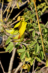Canary Bird Bush (Crotalaria agatiflora) at A Very Successful Garden Center