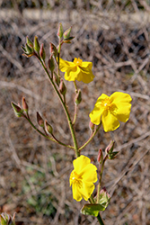 Yellow Rockrose (Halimium atriplicifolium) at A Very Successful Garden Center