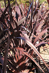 Wildwood New Zealand Flax (Phormium 'Wildwood') at A Very Successful Garden Center