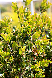 Black-bark (Diospyros whyteana) at A Very Successful Garden Center