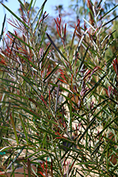Willow Wattle (Acacia iteaphylla) at Lakeshore Garden Centres