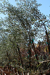 Wilson Fruitless Olive (Olea europaea 'Fruitless') at Stonegate Gardens