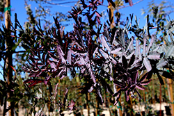 Purple Fernleaf Acacia (Acacia baileyana 'Purpurea') at A Very Successful Garden Center