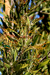 Australian Blackwood (Acacia melanoxylon) at A Very Successful Garden Center