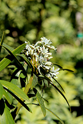 Yellowwood (Podocarpus latifolius) at A Very Successful Garden Center