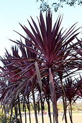 Pink Passion Cabbage Palm (Cordyline australis 'Seipin') at Lakeshore Garden Centres