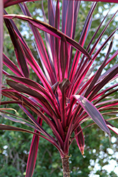 Pink Passion Cabbage Palm (Cordyline australis 'Seipin') at A Very Successful Garden Center