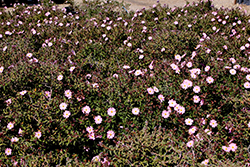 Pink Rockrose (Cistus x skanbergii) at A Very Successful Garden Center