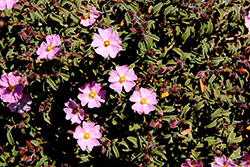 Pink Rockrose (Cistus x skanbergii) at Lakeshore Garden Centres