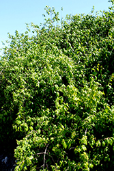 Double Flowering Evergreen Mockorange (Philadelphus mexicanus 'Double Flowering') at Stonegate Gardens
