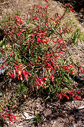 Narrow-leaved Mexican Cardinal Flower (Lobelia laxiflora ssp. angustifolia) at Stonegate Gardens