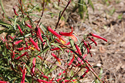 Narrow-leaved Mexican Cardinal Flower (Lobelia laxiflora ssp. angustifolia) at Stonegate Gardens