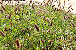 Red Bunny Tails Fountain Grass (Pennisetum messaicum) at Stonegate Gardens
