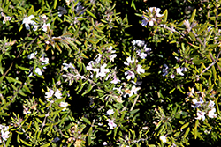 Lilac Gem Coast Rosemary (Westringia 'Lilac Gem') at A Very Successful Garden Center