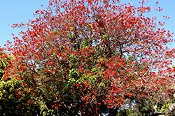 Australian Coral Tree (Erythrina x sykesii) at Lakeshore Garden Centres