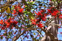 Australian Coral Tree (Erythrina x sykesii) at A Very Successful Garden Center