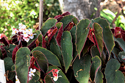 Ramirez Begonia (Begonia 'Ramirez') at A Very Successful Garden Center