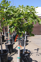 Panache Fig (Ficus carica 'Panache') at A Very Successful Garden Center