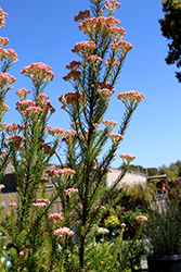 Pink Rice Flower (Ozothamnus diosmifolius 'Pink') at Lakeshore Garden Centres