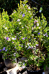 Yesterday Today And Tomorrow (Brunfelsia pauciflora 'Floribunda') at Lakeshore Garden Centres