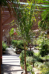 Cocos Palm (Cocos plumosa) at A Very Successful Garden Center