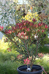 Blush Conebush (Leucadendron salignum 'Blush') at Lakeshore Garden Centres