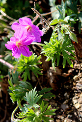 Russell Prichard Cranesbill (Geranium x riversleaianum 'Russell Prichard') at Stonegate Gardens