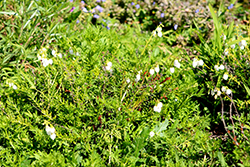 White Irish Heath (Daboecia cantabrica 'Alba') at Lakeshore Garden Centres