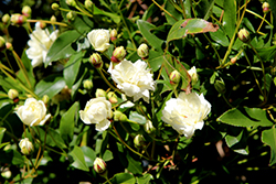 White Lady Banks Rose (Rosa banksiae 'Alba') at Stonegate Gardens