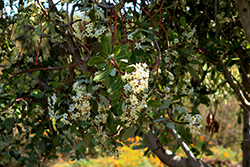 Tonyon (Heteromeles arbutifolia) at Lakeshore Garden Centres