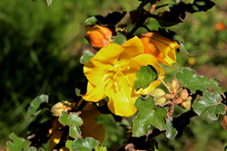 Dara's Gold Fremontodendron (Fremontodendron 'Dara's Gold') at Lakeshore Garden Centres