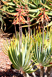Fan Aloe (Aloe plicatilis) at A Very Successful Garden Center