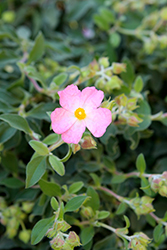 Silver Pink Rockrose (Cistus x argenteus 'Silver Pink') at Lakeshore Garden Centres