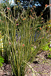 Tall Slipper Plant (Pedilanthus bracteatus) at Stonegate Gardens