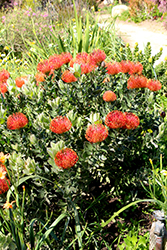 Sunrise Pincushion (Leucospermum 'Sunrise') at Stonegate Gardens